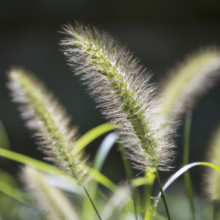 Foxtail Grass